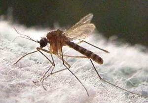 In foto esemplare di zanzara